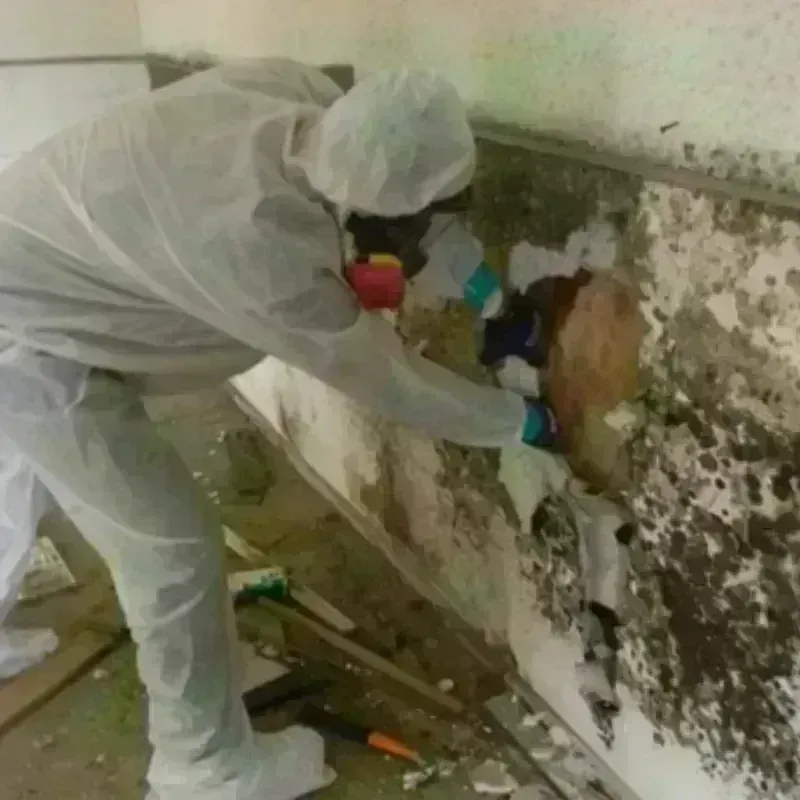 Mold Remediation and Removal in Whitman, MA